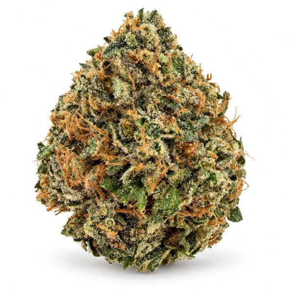 PLATINUM ROCKSTAR